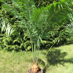 Cycas rumphii 8 l