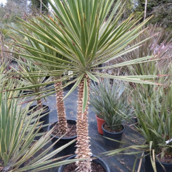 Yucca aloifolia variegata stipe 120