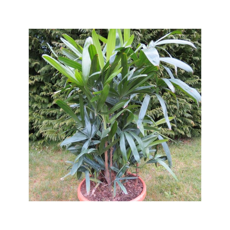 Rhapis excelsa 25 l