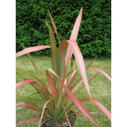 Phormium tenax 'jester'