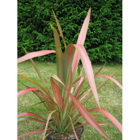 Phormium tenax 'jester'