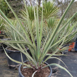 Yucca baccata 35 l