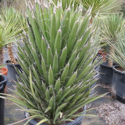 Yucca filifera 35 l (production)