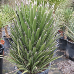 Yucca filifera