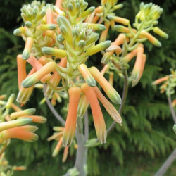 Aloe striata fleurs