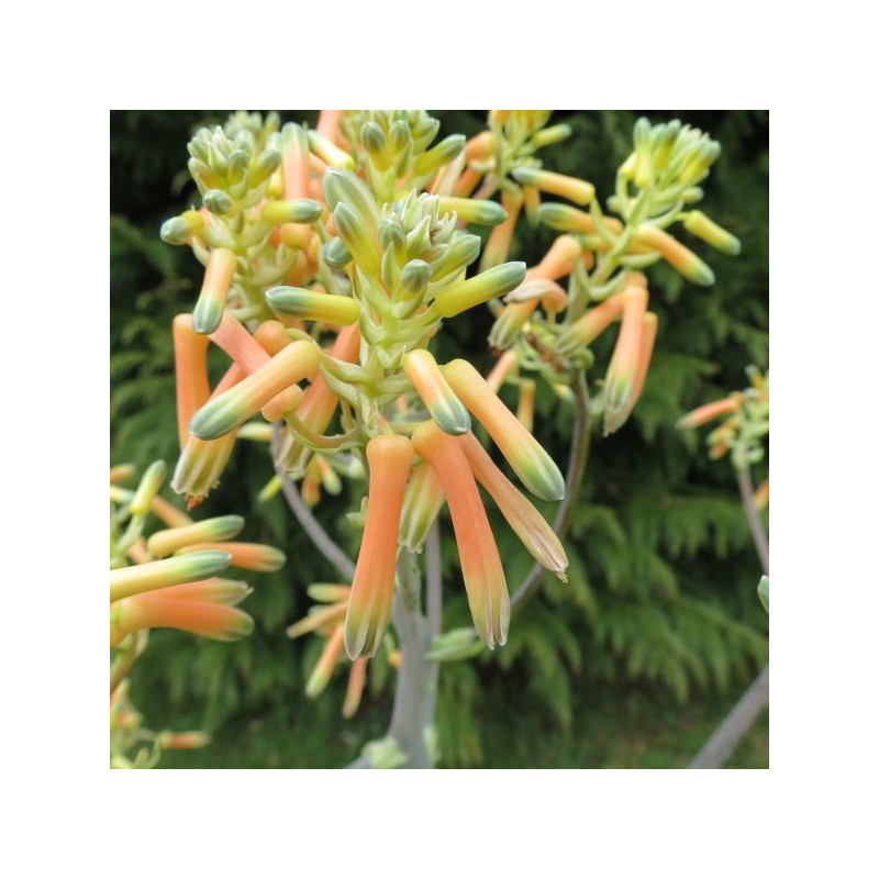 Aloe striata fleurs