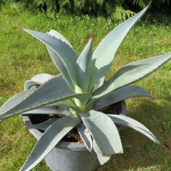 Agave franzosinii