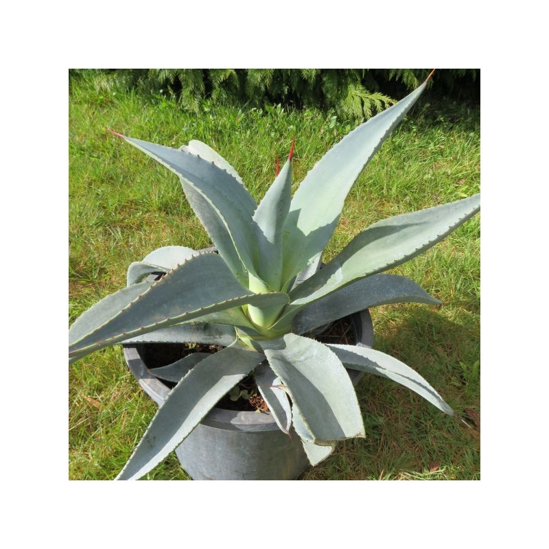 Agave franzosinii