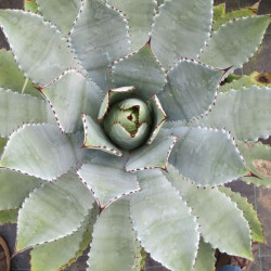 Agave guadalajarana