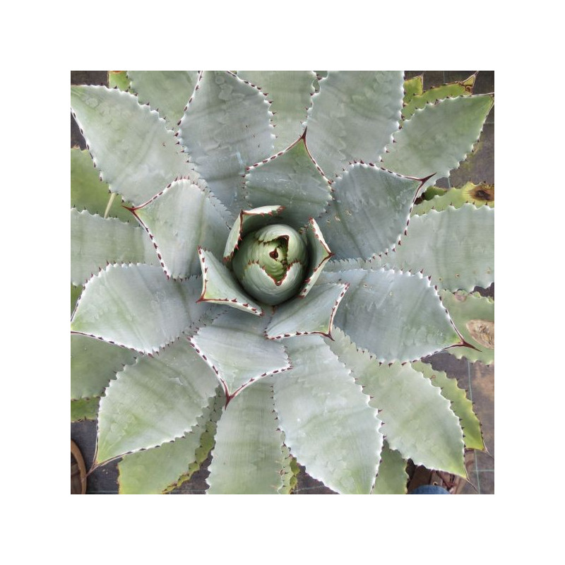 Agave guadalajarana