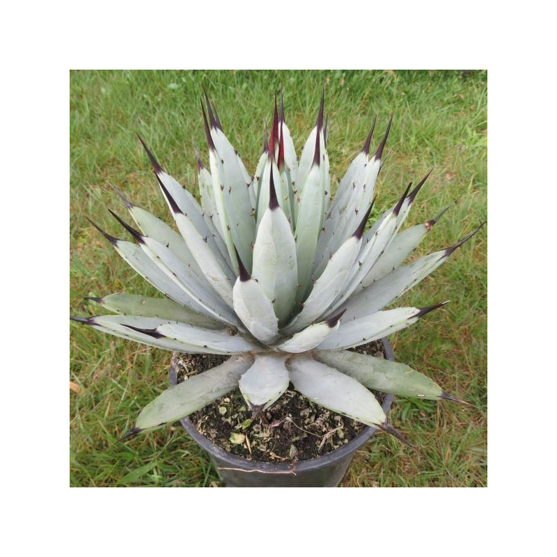 Agave macroacantha 4 l