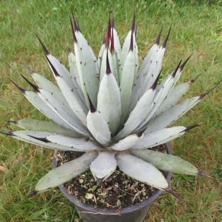 Agave macroacantha