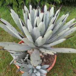 Agave macroacantha