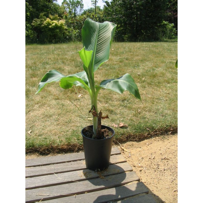 Ensete glaucum