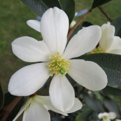 Michelia yunnanensis