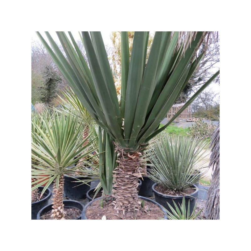 Yucca treculeana