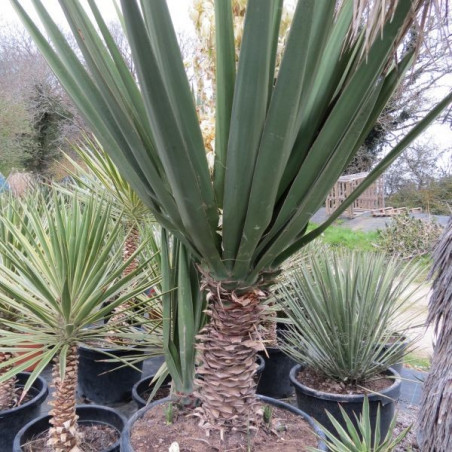 Yucca treculeana