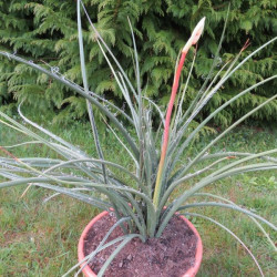 Hesperaloe parviflora 10 l