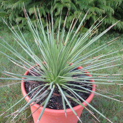 Agave striata blue