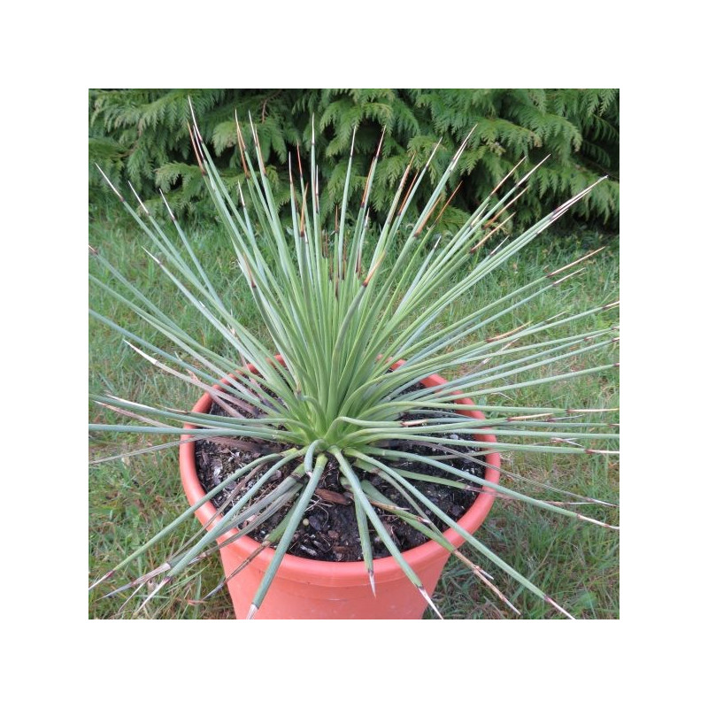 Agave striata verte 8 l