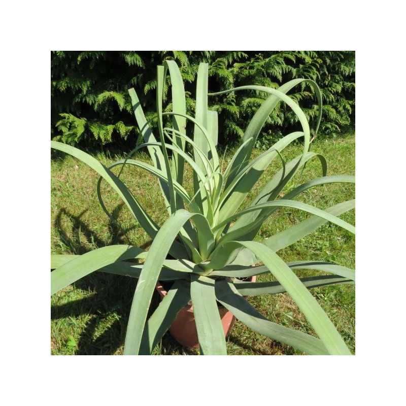 Agave bracteosa