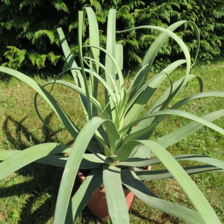 Agave bracteosa