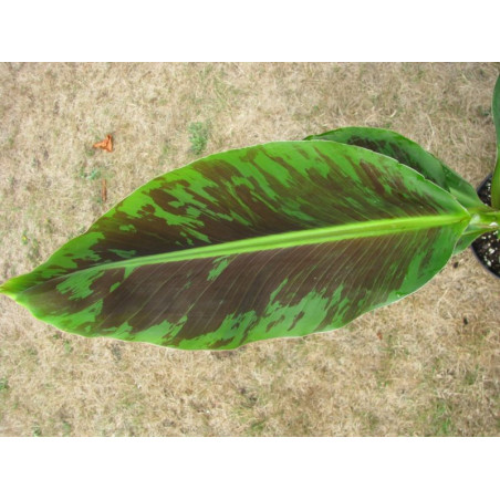 petit bananier d int�rieur