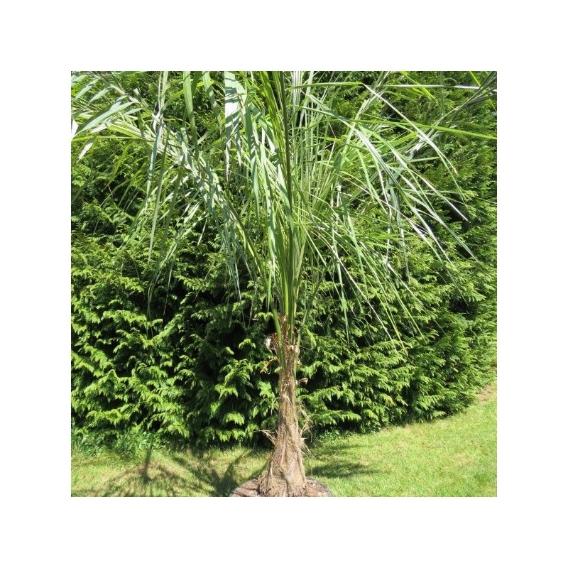 Parajubaea torallyi torallyi 70 l Parajubaea torallyi torallyi 70 l