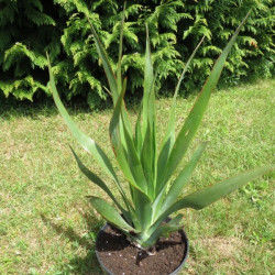 Dracaena draco 'Ajgal'