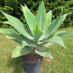 Agave attenuata