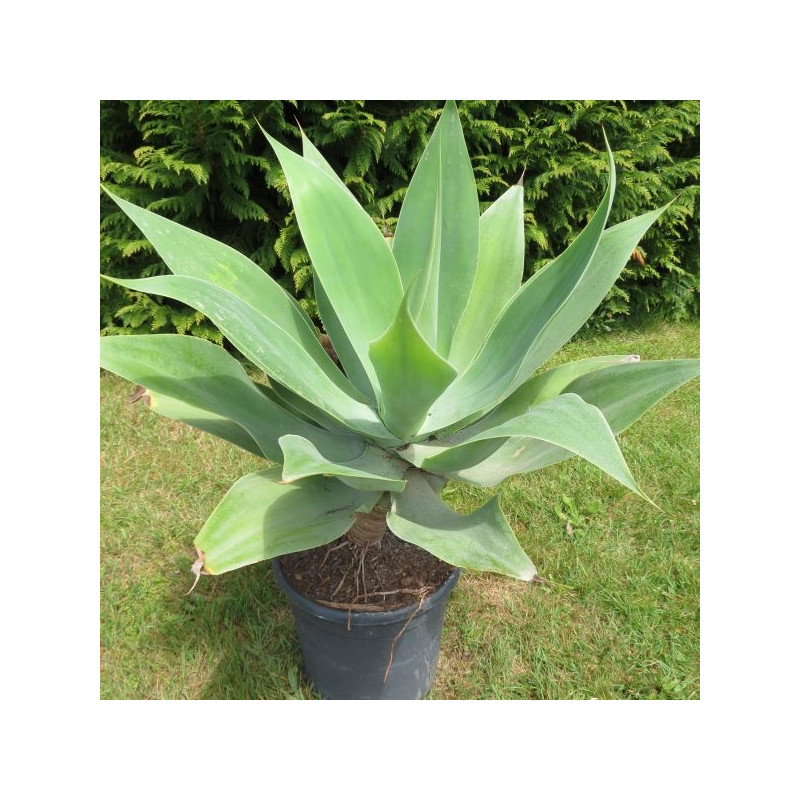 Agave attenuata