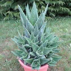 Aloe brevifolia 8 litres