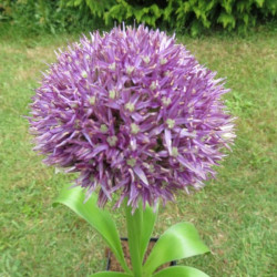 Allium globemaster