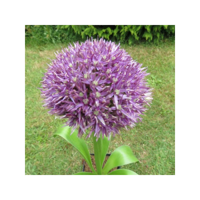 Allium globemaster