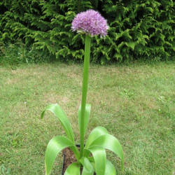 Allium globemaster