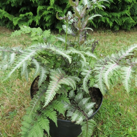 Athyrium Ursula's red