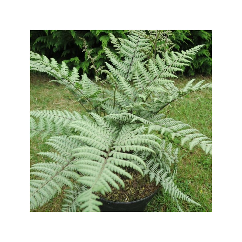 Athyrium Ursula's red