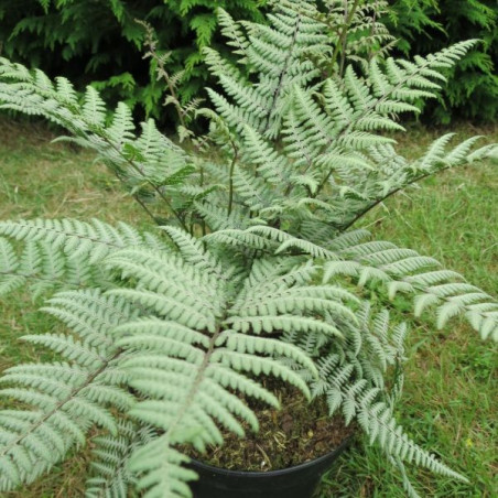 Athyrium Ursula's red