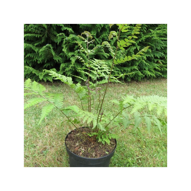 Athyrium vidalii