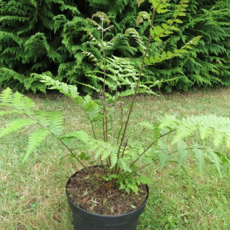 Athyrium Ghost