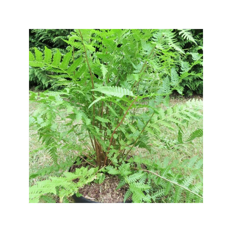 Athyrium lady in red