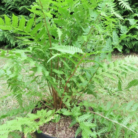 Athyrium lady in red