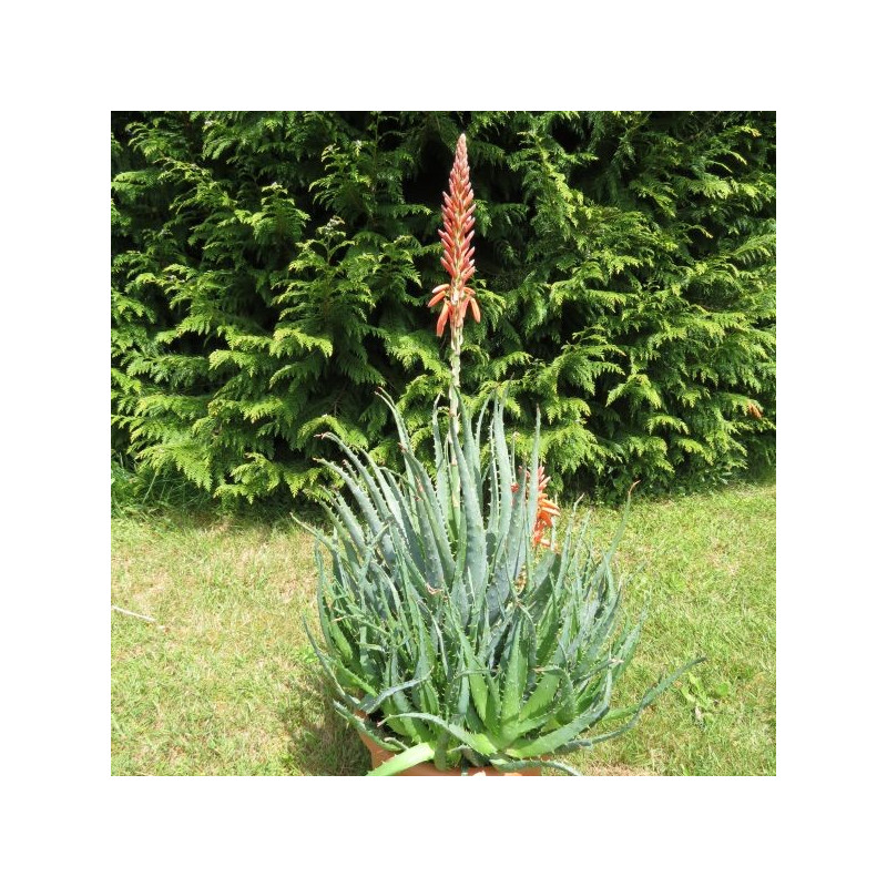 Aloe arborescens