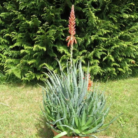 Aloe arborescens