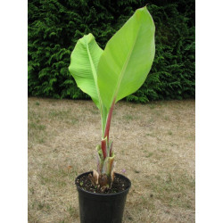 Ensete ventricosum 