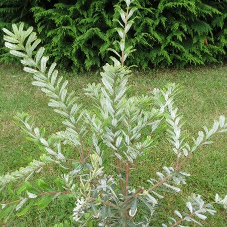 Banksia prionotes