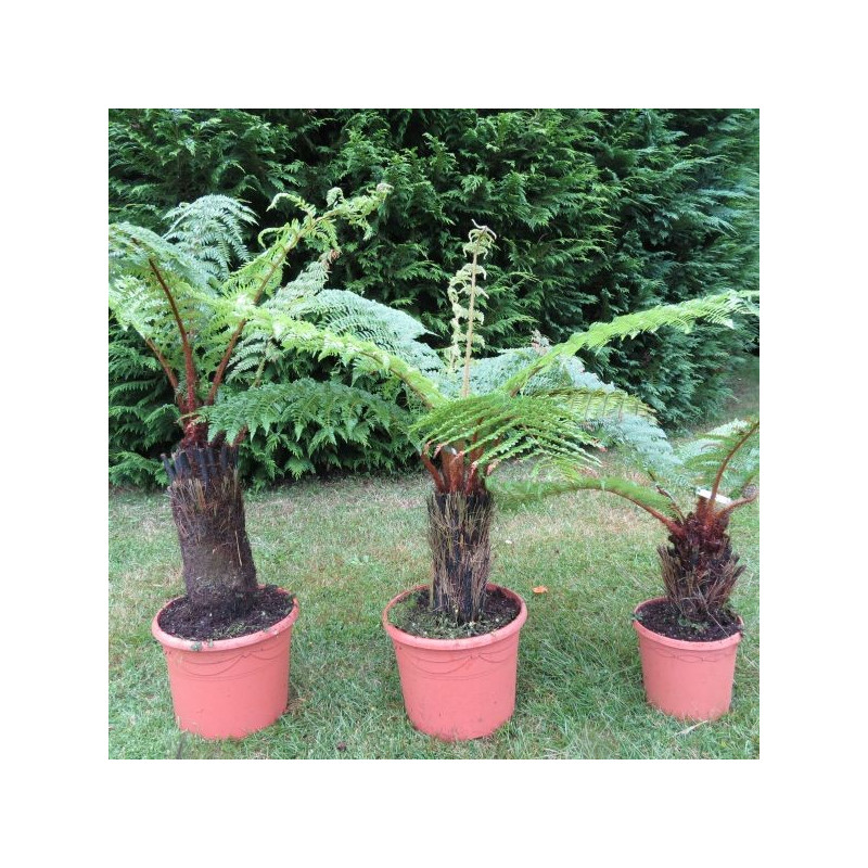 Cyathea smithii