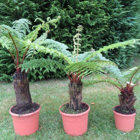 Cyathea smithii