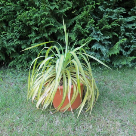 Yucca 'banana split'