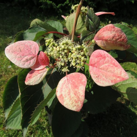 Schizophragma rose sensation®